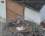 Capi_Dubne_20250605_183004.jpg
