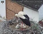 Capi_Dubne_20250605_184004.jpg