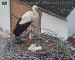 Capi_Dubne_20250605_184502.jpg