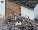 Capi_Dubne_20250605_185004.jpg