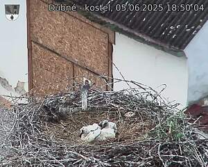 Capi_Dubne_20250605_185004.jpg (1350 x 1080)