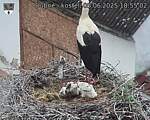 Capi_Dubne_20250605_185502.jpg