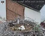 Capi_Dubne_20250605_190504.jpg