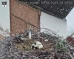 Capi_Dubne_20250605_193002.jpg