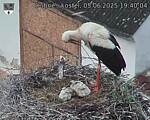 Capi_Dubne_20250605_194004.jpg