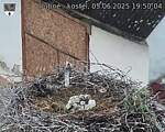 Capi_Dubne_20250605_195004.jpg