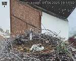 Capi_Dubne_20250605_195503.jpg