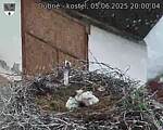 Capi_Dubne_20250605_200004.jpg