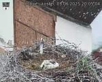 Capi_Dubne_20250605_200504.jpg