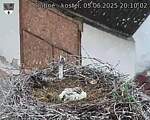 Capi_Dubne_20250605_201002.jpg