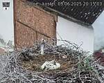 Capi_Dubne_20250605_201504.jpg