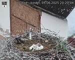 Capi_Dubne_20250605_202004.jpg
