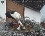 Capi_Dubne_20250605_203504.jpg