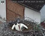 Capi_Dubne_20250605_204002.jpg
