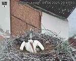 Capi_Dubne_20250605_204503.jpg