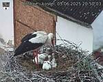 Capi_Dubne_20250605_205003.jpg