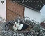 Capi_Dubne_20250605_210003.jpg