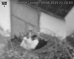 Capi_Dubne_20250605_211003.jpg