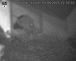 Capi_Dubne_20250605_215002.jpg