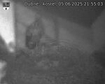 Capi_Dubne_20250605_215503.jpg