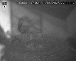 Capi_Dubne_20250605_220002.jpg
