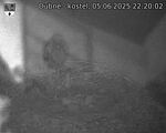 Capi_Dubne_20250605_222002.jpg