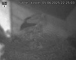 Capi_Dubne_20250605_222503.jpg
