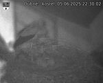 Capi_Dubne_20250605_223002.jpg