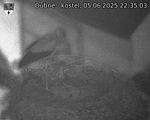 Capi_Dubne_20250605_223503.jpg