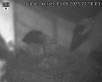 Capi_Dubne_20250605_225003.jpg