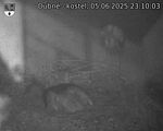 Capi_Dubne_20250605_231003.jpg