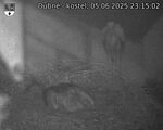 Capi_Dubne_20250605_231502.jpg