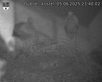 Capi_Dubne_20250605_234002.jpg