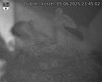 Capi_Dubne_20250605_234503.jpg