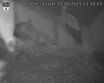 Capi_Dubne_20250605_235003.jpg