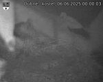 Capi_Dubne_20250606_000003.jpg