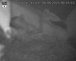 Capi_Dubne_20250606_000503.jpg