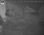 Capi_Dubne_20250606_001002.jpg
