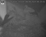 Capi_Dubne_20250606_002502.jpg