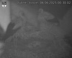 Capi_Dubne_20250606_003002.jpg