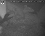 Capi_Dubne_20250606_003503.jpg