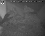 Capi_Dubne_20250606_004002.jpg
