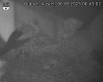 Capi_Dubne_20250606_004502.jpg