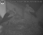 Capi_Dubne_20250606_005502.jpg