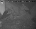 Capi_Dubne_20250606_010003.jpg
