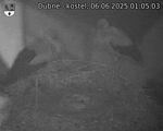 Capi_Dubne_20250606_010503.jpg