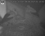 Capi_Dubne_20250606_011002.jpg