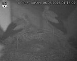 Capi_Dubne_20250606_011502.jpg