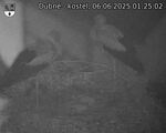 Capi_Dubne_20250606_012502.jpg