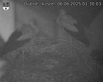 Capi_Dubne_20250606_013003.jpg